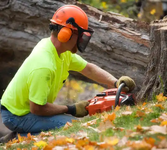 tree services Cedar Crest